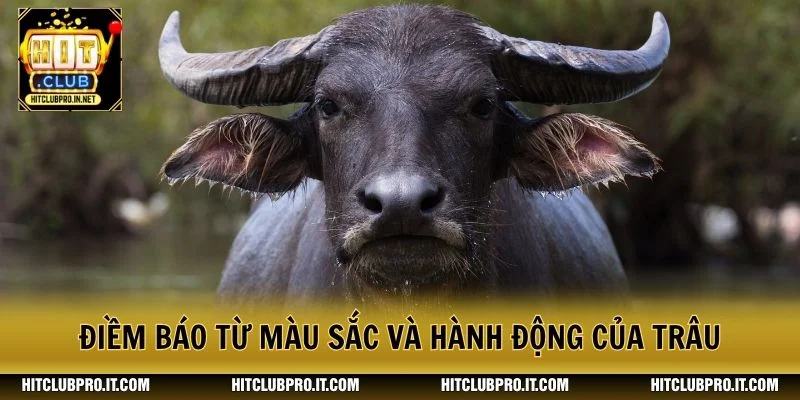 Mơ Thấy Trâu: Giải Mã Điềm Báo Và Con Số Liên Quan 2 Điềm báo từ màu sắc và hành động của trâu